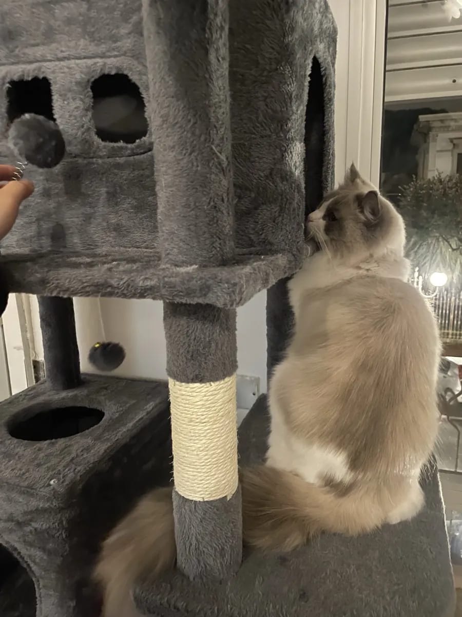 Foto da avaliação Carlos 1